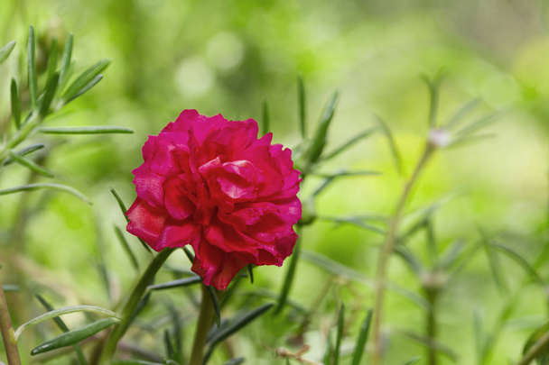 Pink common purslane or portulaca oleracea, verdolaga, red root, pigweed, little hogweed, pursley in close up
 - Фото, изображение