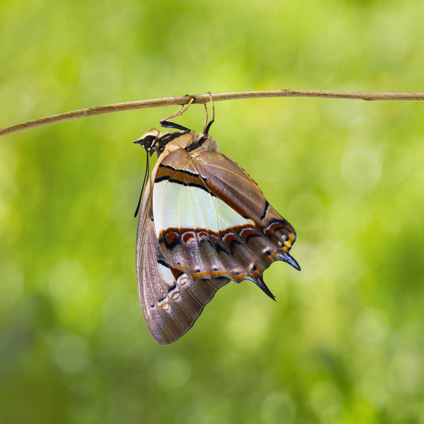 Common nawab butterfly ( Polyura athamas )  emerged from chrysalis , metamorphosis , growth hanging on twig - Photo, Image