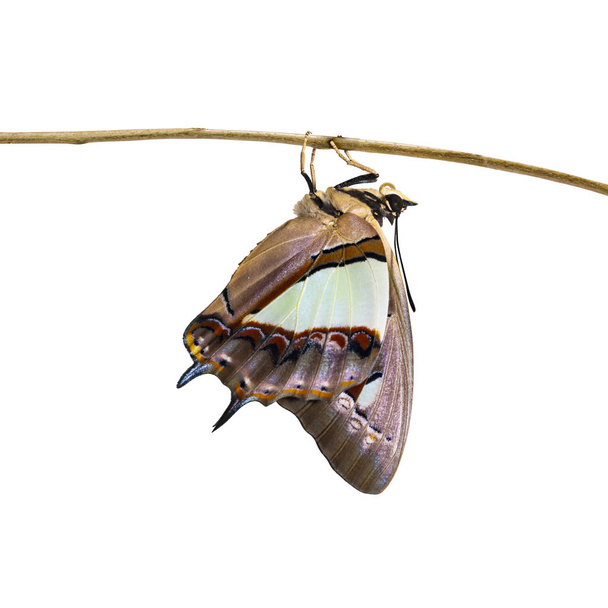 孤立した一般的な太守蝶 (Polyura マグネース) 現れた蛹、変容、成長クリッピング パスと枝に掛かっているから - 写真・画像