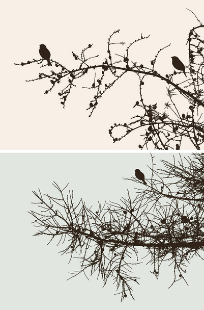Las aves en las ramas de pino
 - Vector, imagen