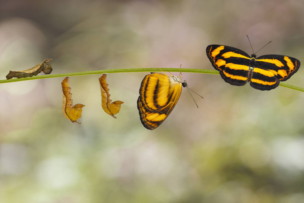 Transformation of common lascar butterfly ( Pantoporia hordonia ) from caterpillar and chrysalis on twig - Photo, Image