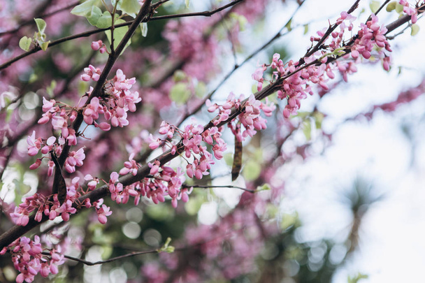 Close-up. Flowering tree in spring. - Photo, Image