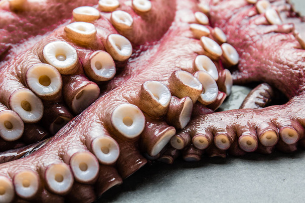 Seafood octopus. Whole fresh raw octopus on gray slate background, top view. - Photo, Image
