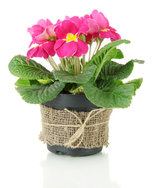 Beautiful pink primula in flowerpot, isolated on white - Fotografie, Obrázek