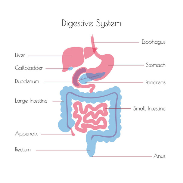 Ilustração vetorial do sistema digestivo humano
 - Vetor, Imagem