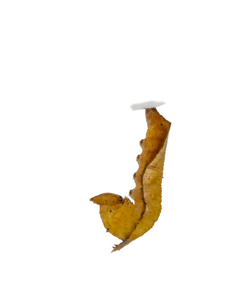 Elszigetelt érett caterpillar közös lascar pillangó (Pantoporia hordonia) a fehér Vágógörbe  - Fotó, kép