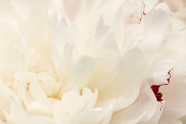 close up of white with red peony fllower - Фото, изображение