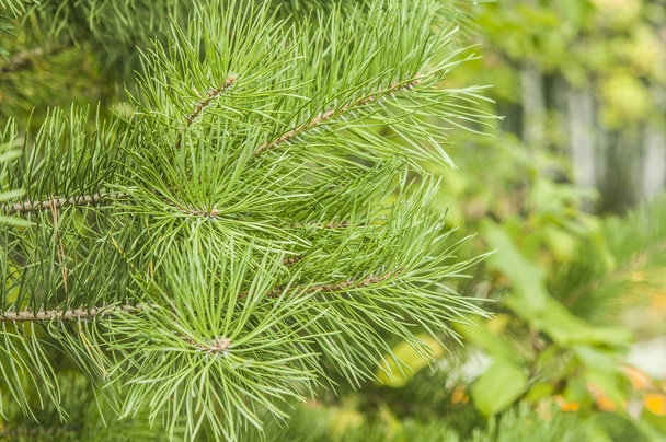 zelené smrkové větvičky zblízka léto - Fotografie, Obrázek