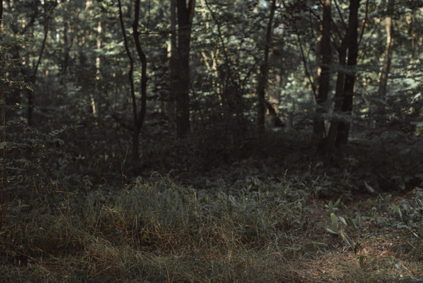 koyu yeşil orman doku görünümünü - Fotoğraf, Görsel