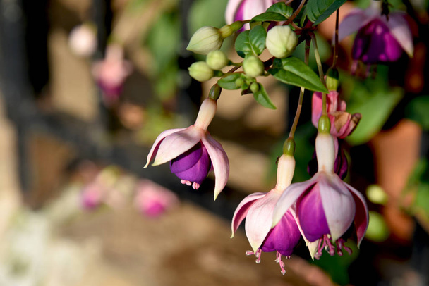 natuurlijke fuchsia bloemen in openlucht - Foto, afbeelding