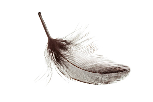 bird feather isolated on white background - Valokuva, kuva