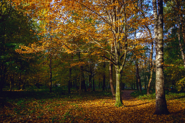 Herbst im Stadtpark. die Stadt Chmelnizki. - Foto, Bild
