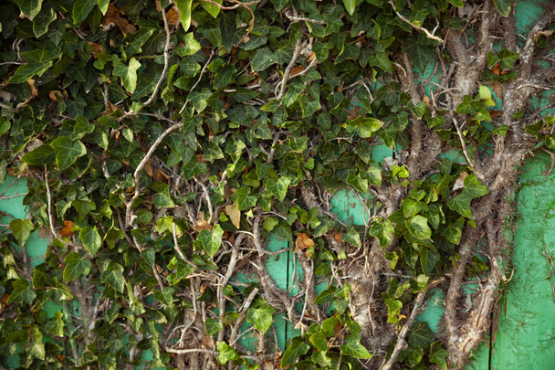 Ivy on a green wooden wall close-up. - Foto, afbeelding
