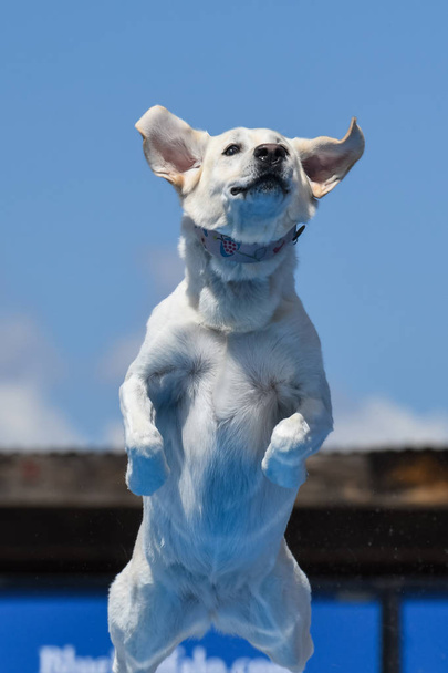 Yellow Labrador Retriever in mid air with her ears out while dock diving - Photo, Image