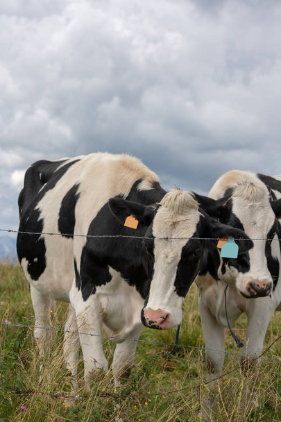 Vaches tachetées noires et blanches posant dans les prairies
 - Photo, image