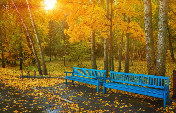 Autumn park bench, rainy texture background. Rain in autumn park, drops of water, wind. - Photo, Image