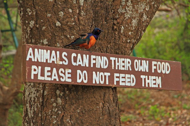 Do not feed animals sign and bird - Photo, Image