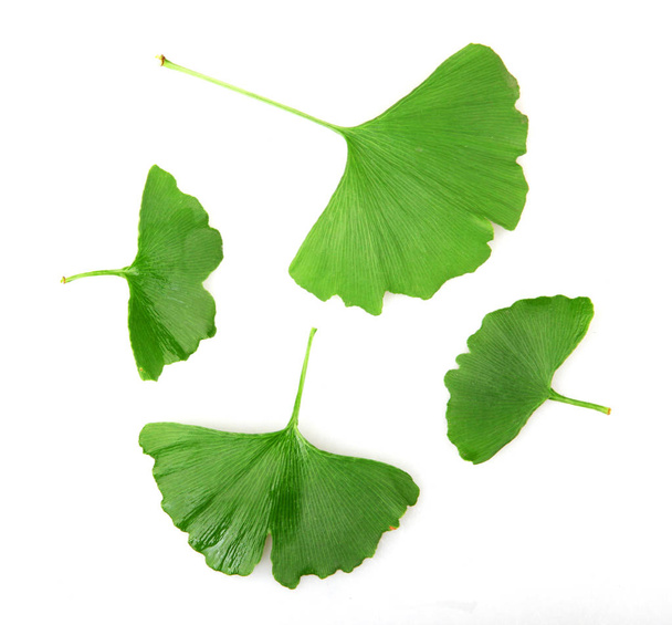Ginkgo Leaf eristetty valkoisella taustalla. - Valokuva, kuva