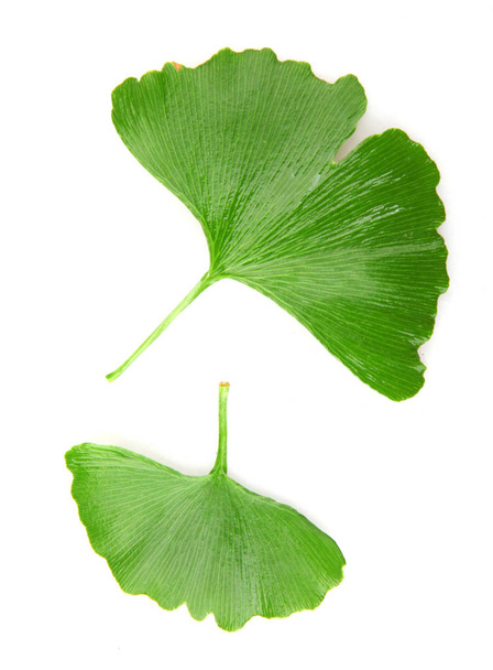 Ginkgo Leaf eristetty valkoisella taustalla. - Valokuva, kuva