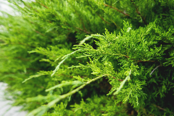 Close-up of the branches of arborvitae. Natural background with coniferous tree. - Foto, imagen