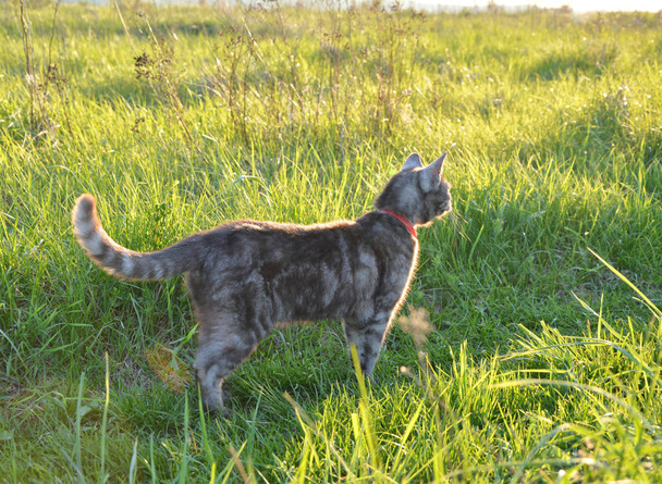 Gato em um passeio de campos de verão
 - Foto, Imagem