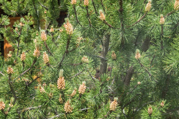 松の木から花粉の雲 - 写真・画像