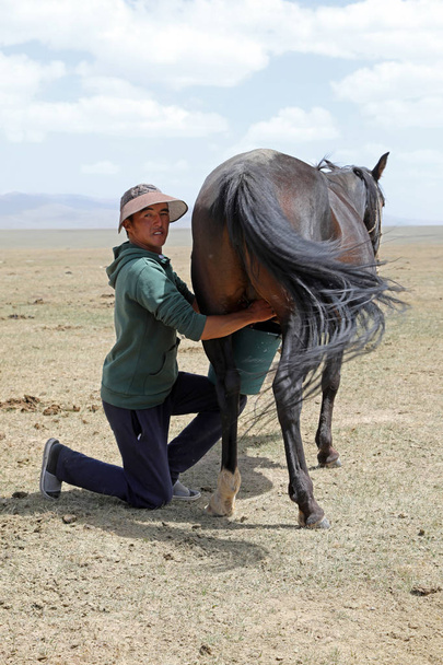 Song Kul lake, Kyrgystan, August 15 2018: Young Kyrgyz milks a horse mare in the steppe at Song Kul lake in Kyrgyzstan - 写真・画像