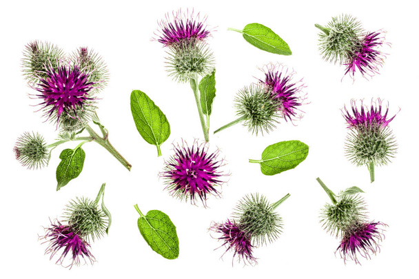 Burdock flower isolated on white background. Medicinal plant: Arctium. Top view. Flat lay pattern - Photo, Image