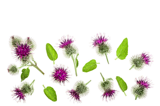 Κολλιτσίδα λουλούδι που απομονώνονται σε λευκό φόντο με αντίγραφο χώρου για το κείμενό σας. Φαρμακευτικό φυτό: Arctium. Το Top view. Επίπεδη lay μοτίβο - Φωτογραφία, εικόνα