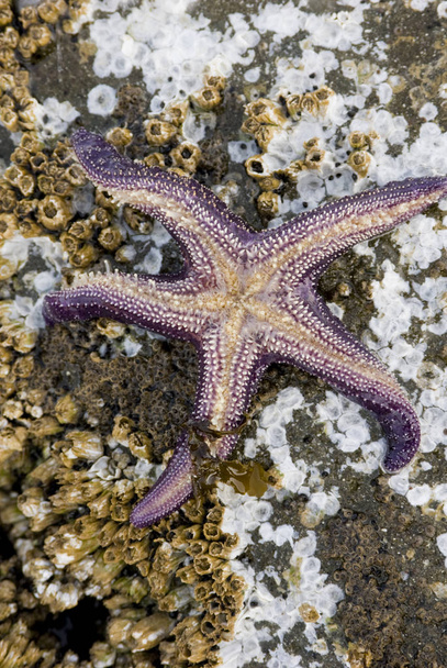 Lila tengeri csillag, Pisaster ochraceus, sziget Gabriola, British Columbia, Kanada - Fotó, kép