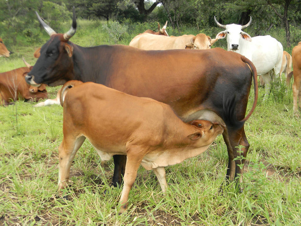 Chivhu、ジンバブエ、2016 年 2 月 17 日。牛の乳房からお乳を吸ってふくらはぎ。牛の飼育はまだアフリカ農村アフリカの主な滞在.                                - 写真・画像