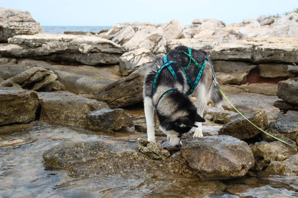 Adrianmeren näköala.Husky pelata meren kiviä rannalla. Matkustaminen koiran kanssa
 - Valokuva, kuva