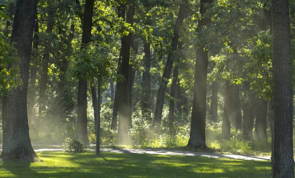 朝の新鮮な夏の森で光の霧. - 写真・画像