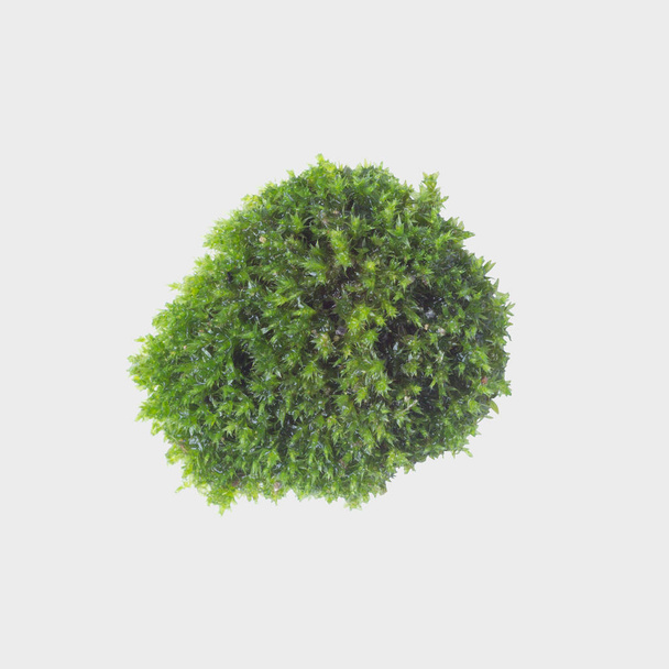 Зелений мох на сірому фоні, відсічний контур
 - Фото, зображення