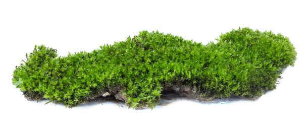 Green moss isolated on white background close up	 - Photo, Image