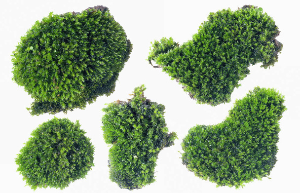 Musgo verde aislado sobre fondo blanco de cerca - Foto, Imagen