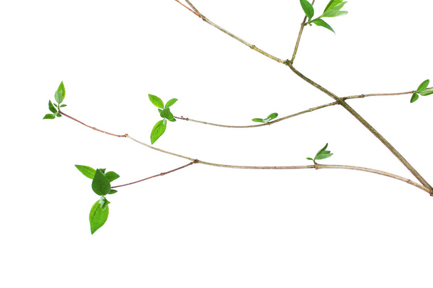Grean spring leaves on white - Foto, Imagem