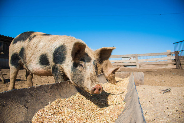 Evcil domuzlar. Köydeki bir çiftlikte domuzlar - Fotoğraf, Görsel