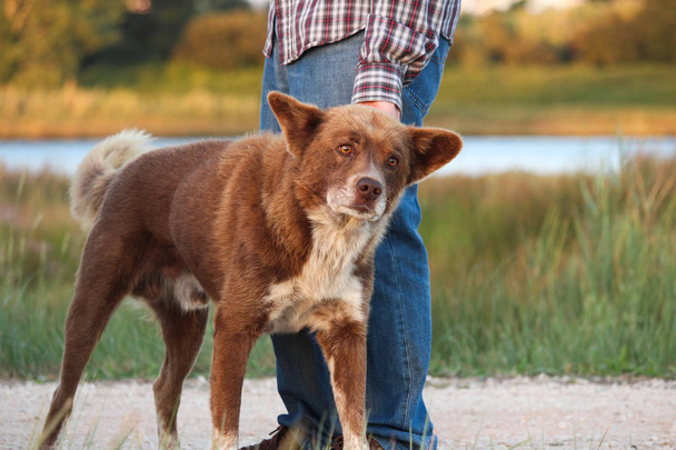 Meraklı adam yaslanmış kahverengi sokak köpeği petted Aradığınız. - Fotoğraf, Görsel