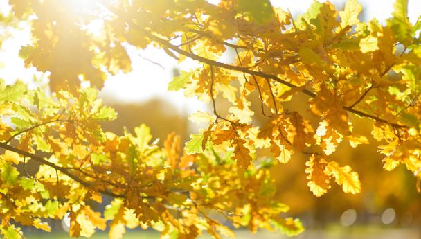 Beautiful golden oak leaves on a tree branch on bright autumn day - Foto, imagen