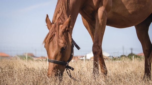 Delikatny brązowy koń spokojnie wypas dziedzinie suchej trawy. - Zdjęcie, obraz