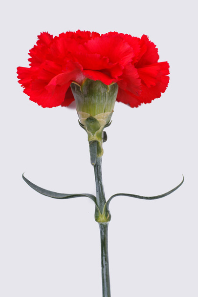 1 つの単一の赤いカーネーションの花. - 写真・画像