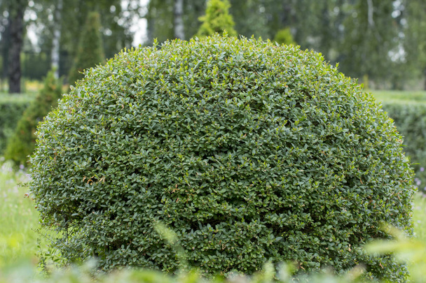 Wild Privet Ligustrum hedge close up nature texture A sample of topiary art - Fotografie, Obrázek