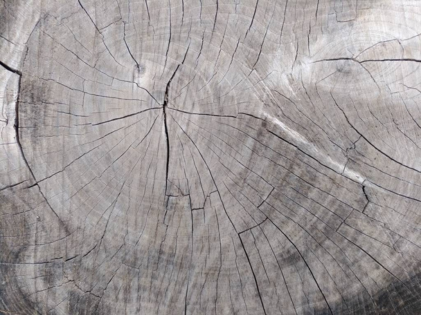 Picture of a hemp on top of a cut of a tree - 写真・画像