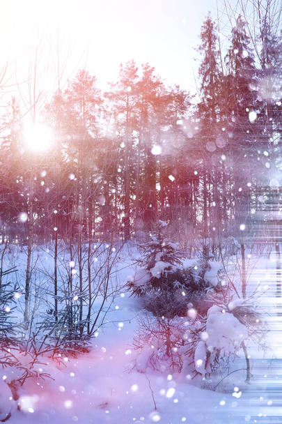Winterwald an einem sonnigen Tag. Landschaft im Wald auf einer verschneiten - Foto, Bild
