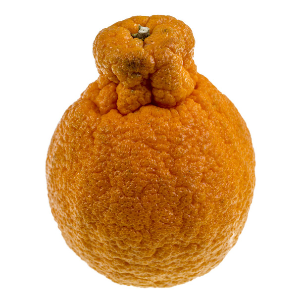 Sumo Citrus, ook wel genoemd dekopon, is een pitloze en zoete Mandarijn variëteit, onderscheidend vanwege zijn grote omvang en grote uitstekende bult op de top.   - Foto, afbeelding