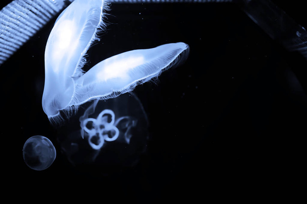 Синие медузы плавают под водой
 - Фото, изображение