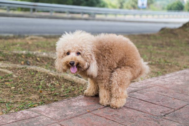 Caniche brun chien caca déféquer sur le chemin de promenade dans le parc
 - Photo, image