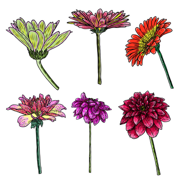 Dahlia flower set, related species include the daisy and zinnia. Ink floral art. Floral head for wedding decoration, Valentine's Day, Mother's Day, sales and other events. Vector. - Vector, Image