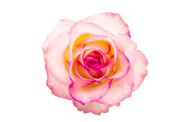 白地にピンクのバラが孤立 - 写真・画像